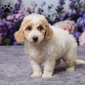 Daisy, Bich-Poo Puppy